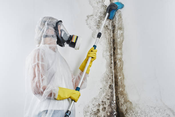 Mold Removal and Inspection in Arnold Line, MS