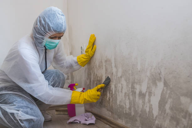Best Fast Mold Removal  in Arnold Line, MS