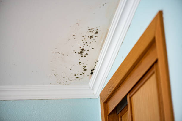 Best Emergency Mold Removal  in Arnold Line, MS