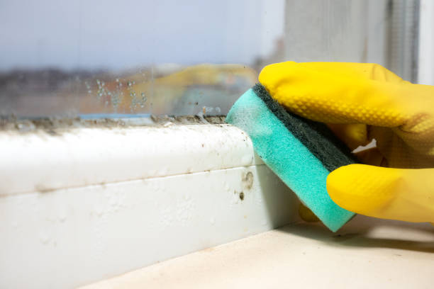 Best Office Mold Removal Services  in Arnold Line, MS