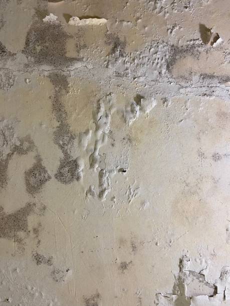 Best Toxic Mold Removal  in Arnold Line, MS