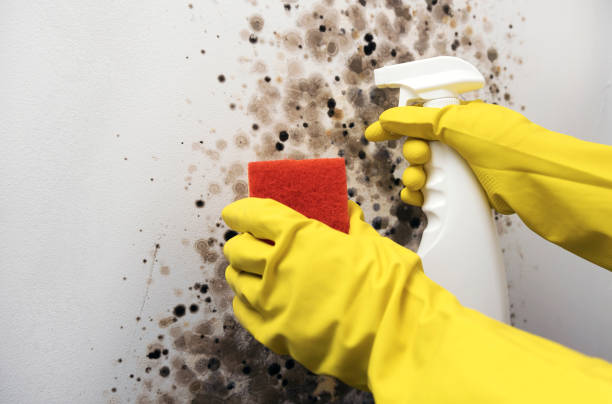 Best Same-Day Mold Removal  in Arnold Line, MS
