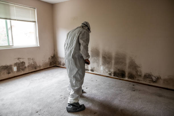 Best Certified Mold Removal  in Arnold Line, MS