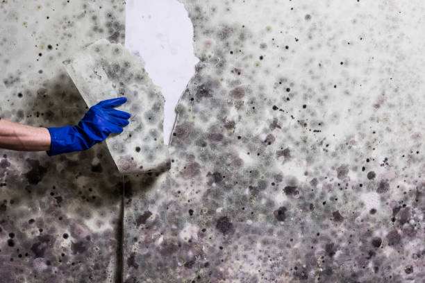 Best Commercial Mold Removal  in Arnold Line, MS