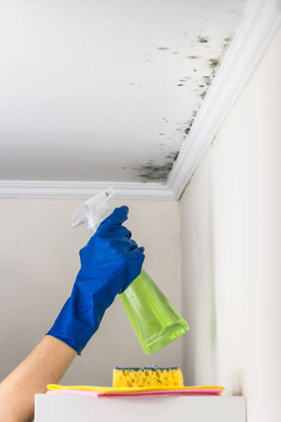 Best Mold Removal and Inspection  in Arnold Line, MS