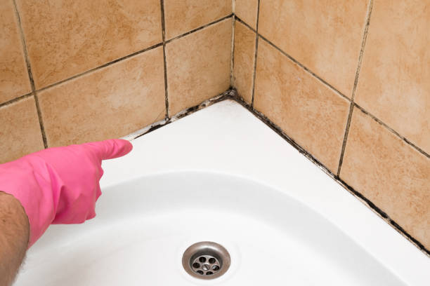 Best Crawl Space Mold Removal  in Arnold Line, MS