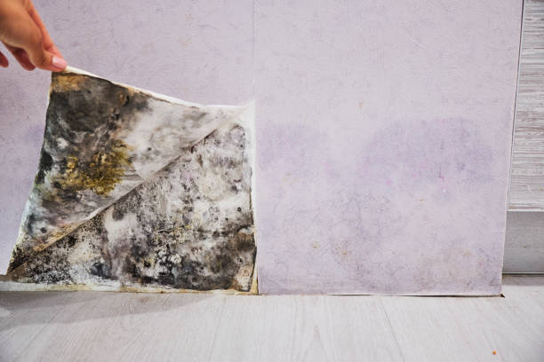 Best Local Mold Removal Service  in Arnold Line, MS